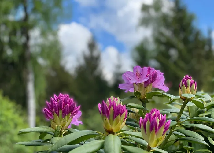 Steinhuder Schwalbennest * Neustadt am Rübenberge